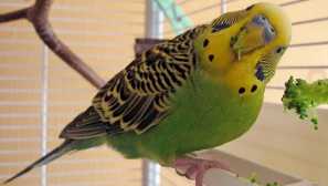 Какви плодове, зеленчуци, плодове и зеленчуци могат да бъдат дадени папагал